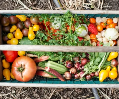 harvested-produce