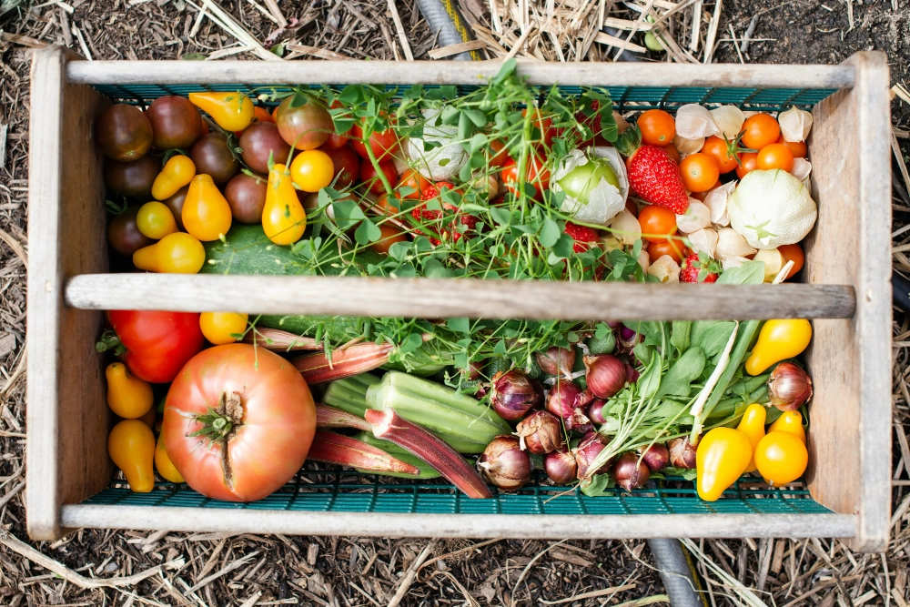 harvested-produce